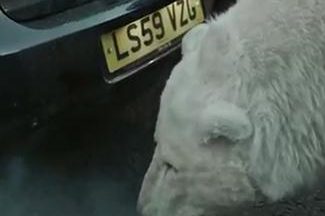 Urso Polar Sem-Teto em Londres Urso Polar Sem-Teto em Londres